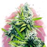 B-52 · Nirvana Seeds · graines de cannabis · Fem
