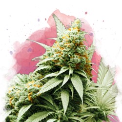 BIG BUD · Nirvana Seeds ·...