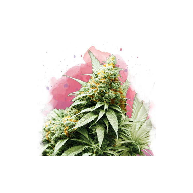 BIG BUD · Nirvana Seeds · sementes de maconha · Fem