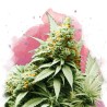 BIG BUD · Nirvana Seeds · sementes de maconha · Fem