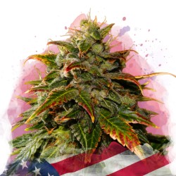 GELATO · Nirvana Seeds ·...