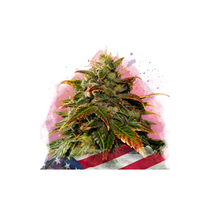 GELATO · Nirvana Seeds · kenevir tohum · Disi · Fem