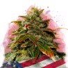 GELATO · Nirvana Seeds · semillas de marihuana · Fem