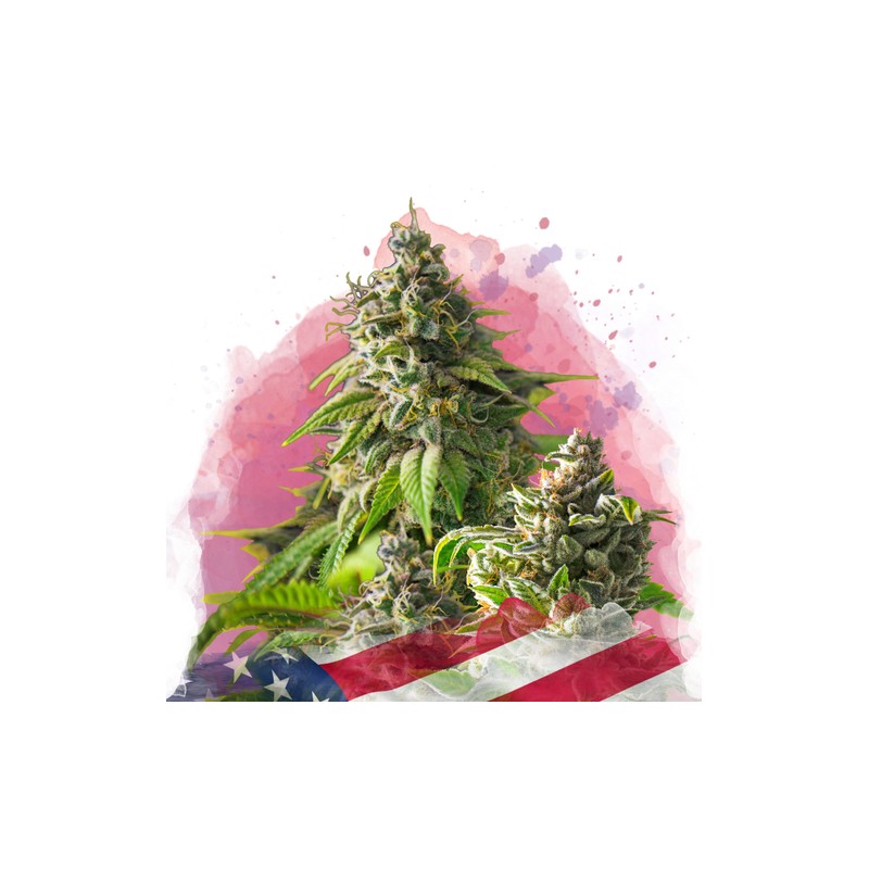 GIRL SCOUT COOKIES · Nirvana Seeds · semi di canapa · Fem