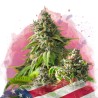 GIRL SCOUT COOKIES · Nirvana Seeds · graines de cannabis · Fem