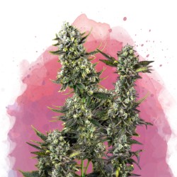HINDU KUSH · Nirvana Seeds...