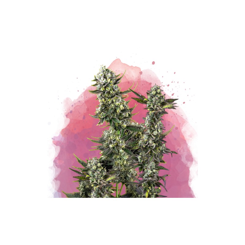 HINDU KUSH · Nirvana Seeds · graines de cannabis · Fem