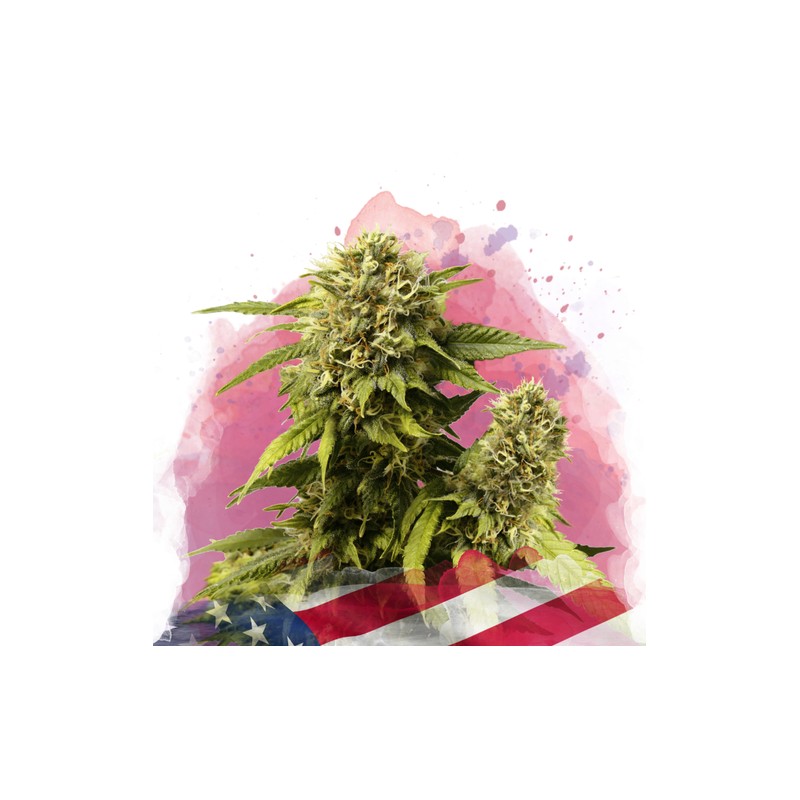 ORIGINAL GLUE · Nirvana Seeds · graines de cannabis · Fem