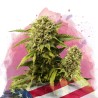 ORIGINAL GLUE · Nirvana Seeds · semi di canapa · Fem