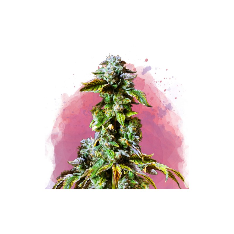 DURBAN POISON · Nirvana Seeds · cannabis samen · Fem