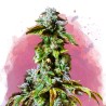DURBAN POISON · Nirvana Seeds · sementes de maconha · Fem