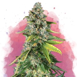 SKUNK 1 · Nirvana Seeds ·...
