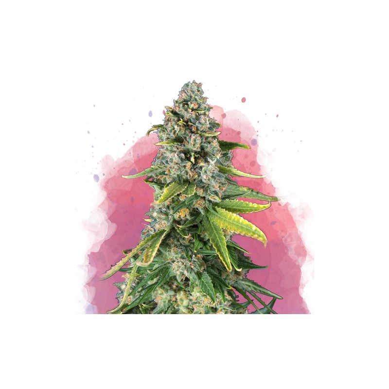 SKUNK 1 · Nirvana Seeds · semi di canapa · Fem