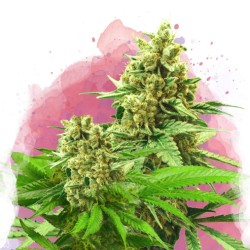 SOMANGO XXL · Nirvana Seeds...