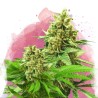 SOMANGO XXL · Nirvana Seeds · semillas de marihuana · Fem