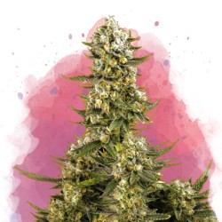 SUPER SILVER HAZE · Nirvana...