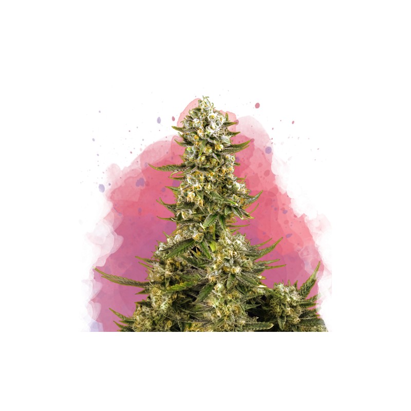SUPER SILVER HAZE · Nirvana Seeds · graines de cannabis · Fem