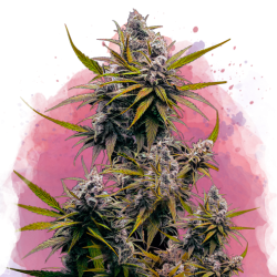 BLACK JACK · Nirvana Seeds...