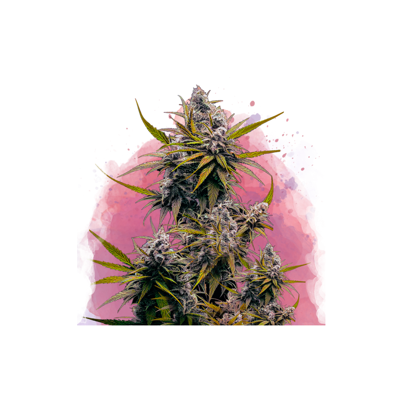 BLACK JACK · Nirvana Seeds · graines de cannabis · Fem