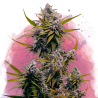 BLACK JACK · Nirvana Seeds · graines de cannabis · Fem