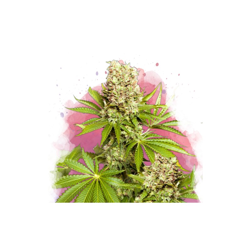 HAWAII MAUI WAUI · Nirvana Seeds · sementes de maconha · Fem