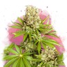 HAWAII MAUI WAUI · Nirvana Seeds · sementes de maconha · Fem