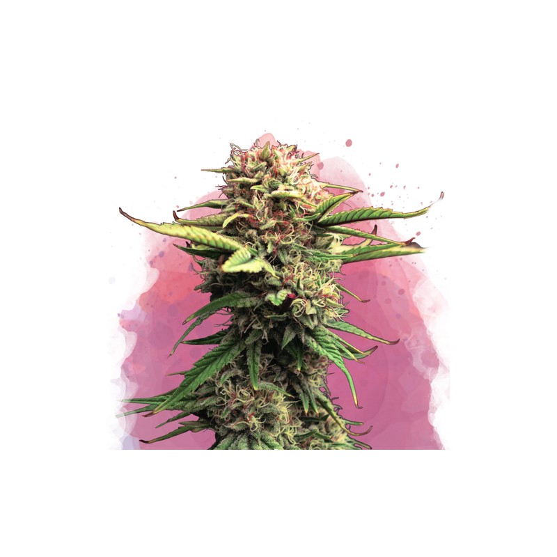 JOCK HORROR · Nirvana Seeds · sementes de maconha · Fem
