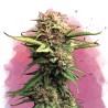JOCK HORROR · Nirvana Seeds · kaufen cannabis samen  · Fem