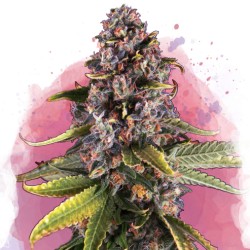 RASPBERRY COUGH · Nirvana...