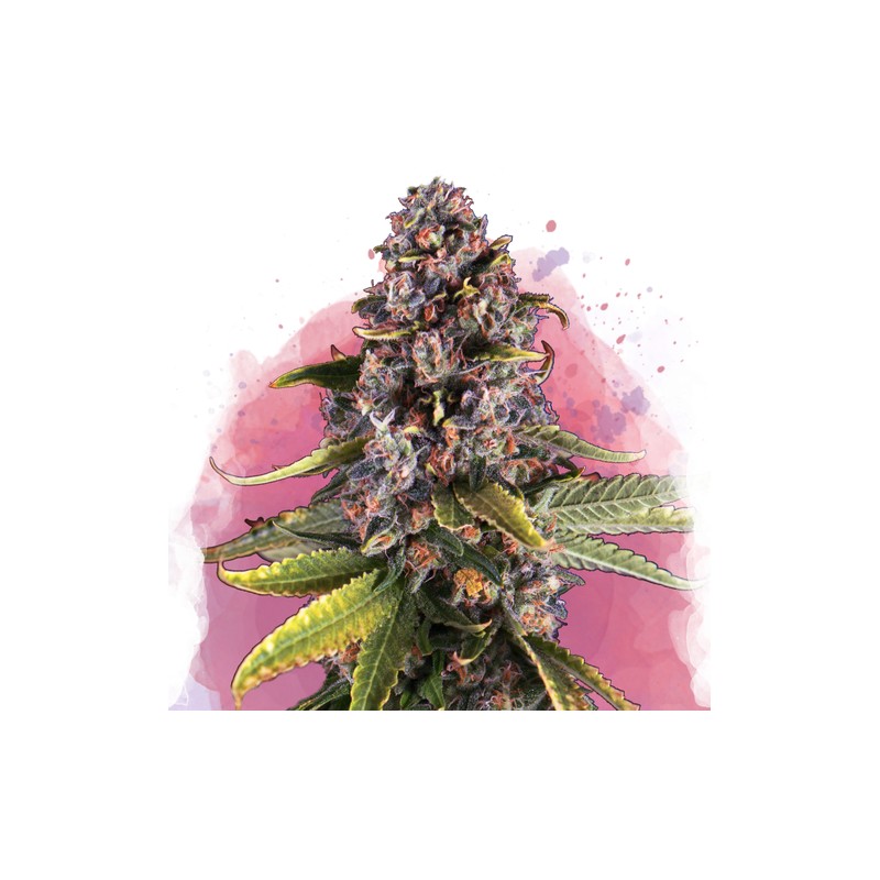 RASPBERRY COUGH · Nirvana Seeds · kenevir tohum · Disi · Fem