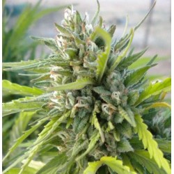 WHITE RHINO · Nirvana Seeds...
