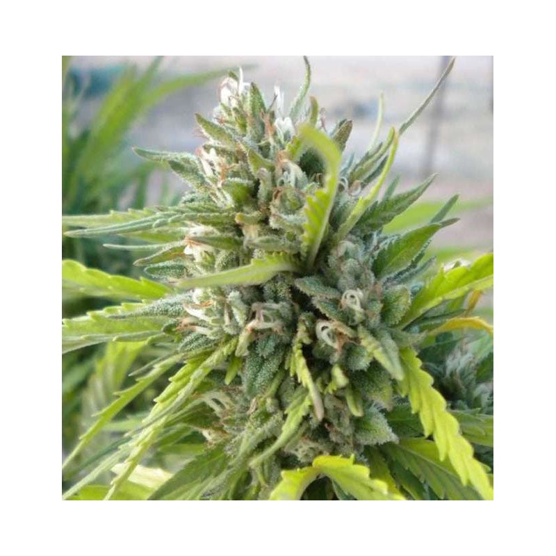 WHITE RHINO · Nirvana Seeds · sementes de maconha · Fem