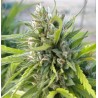 WHITE RHINO · Nirvana Seeds · sementes de maconha · Fem