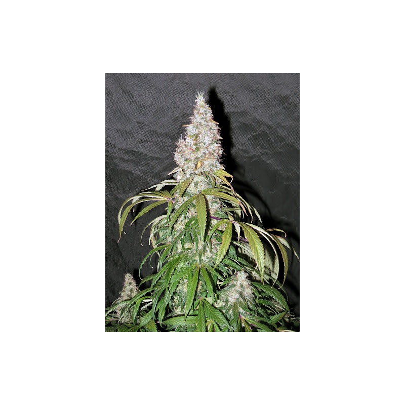 STERLING HAZE · Nirvana Seeds · semillas de marihuana · Fem