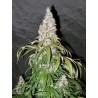 STERLING HAZE · Nirvana Seeds · semillas de marihuana · Fem