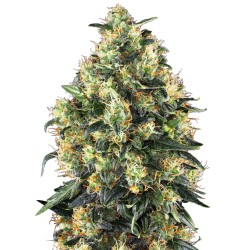 SUPER SKUNK AUTO · Sensi...
