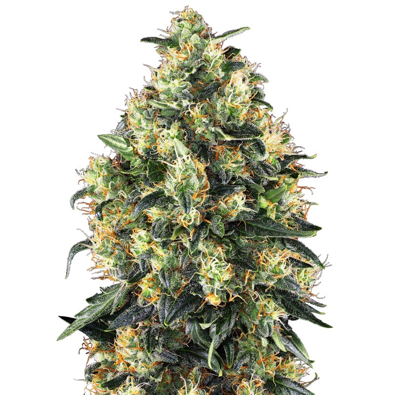 SUPER SKUNK AUTO · Sensi Seeds · kaufen cannabis samen · AutoFem