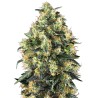 SUPER SKUNK AUTO · Sensi Seeds · kaufen cannabis samen · AutoFem