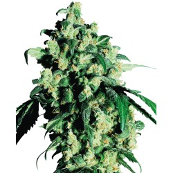 SUPER SKUNK · Sensi Seeds ·...
