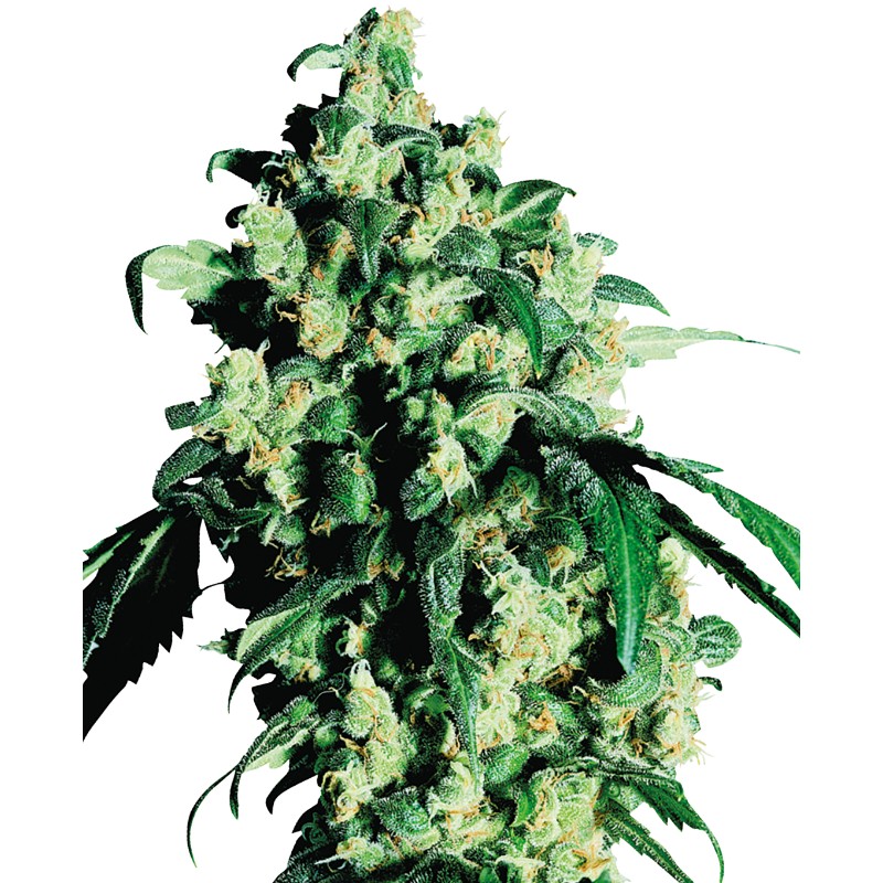 SUPER SKUNK · Sensi Seeds · sementes de maconha · Fem