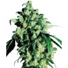 SUPER SKUNK · Sensi Seeds · sementes de maconha · Fem