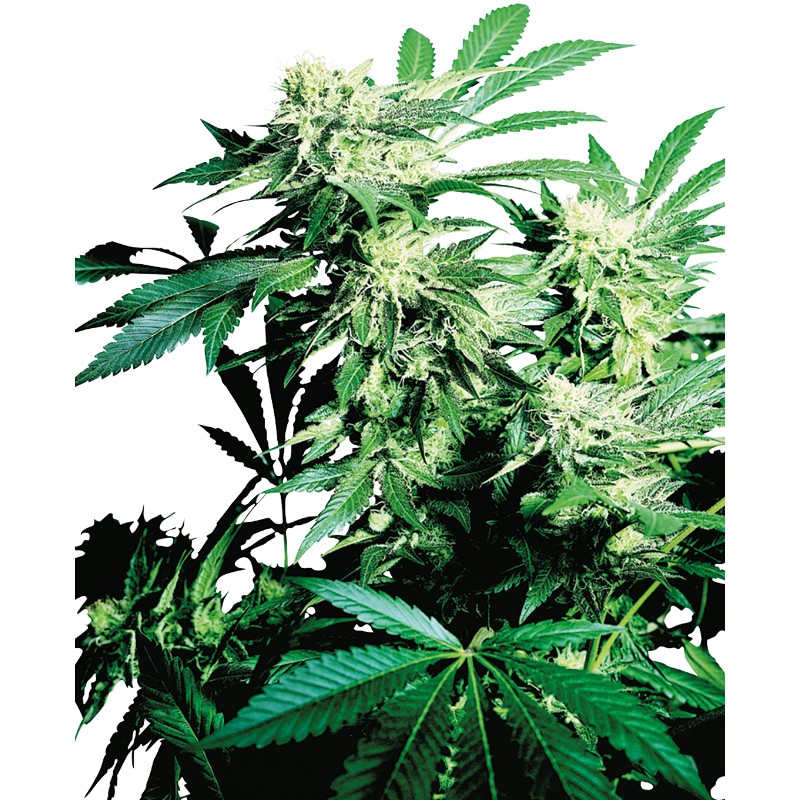 SKUNK KUSH · Sensi Seeds · sementes de maconha · Fem