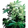 SKUNK KUSH · Sensi Seeds · kenevir tohum · Disi · Fem