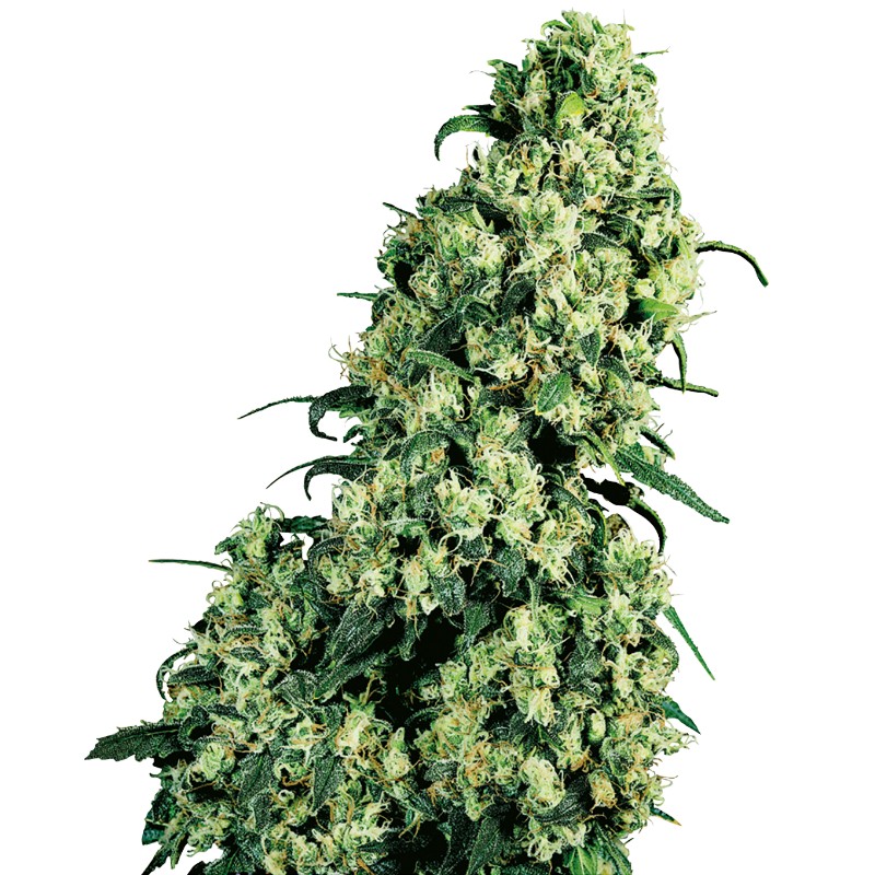 SKUNK 1 · Sensi Seeds · sementes de maconha · Fem