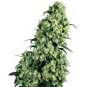SKUNK 1 · Sensi Seeds · sementes de maconha · Fem