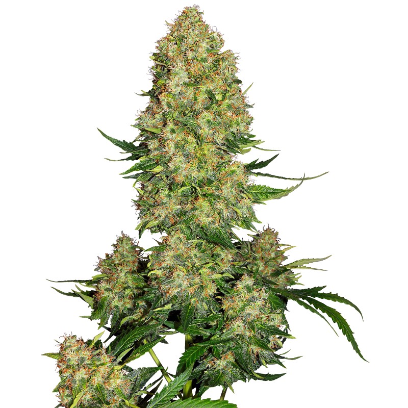 SKUNK 1 AUTO · Sensi Seeds · kenevir tohum ·  AutoFem