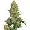 SKUNK 1 AUTO · Sensi Seeds · cannabis seeds · AutoFem