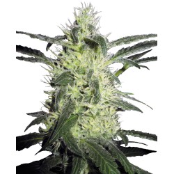 SILVER HAZE  · Sensi Seeds...