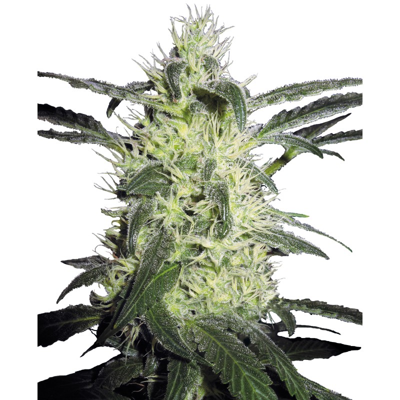 SILVER HAZE · Sensi Seeds · cannabis samen · Fem