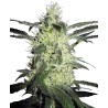 SILVER HAZE · Sensi Seeds · graines de cannabis · Fem